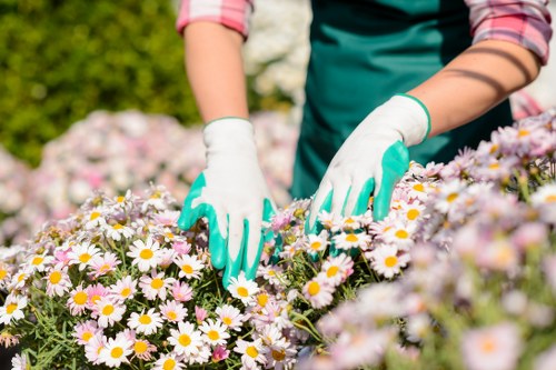 Professional stump grinding service in Limehouse